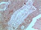 JAK2 mouse Monoclonal Antibody(3F10) 